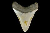 Fossil Megalodon Tooth - North Carolina #129954-2